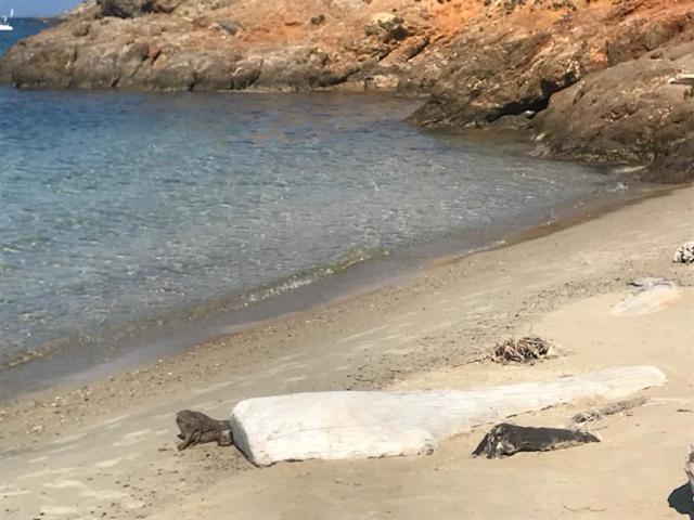 Ma Cabane De Pecheur Pieds Dans L'Eau - Lit Queen Size Saint-Mandrier-sur-Mer Εξωτερικό φωτογραφία